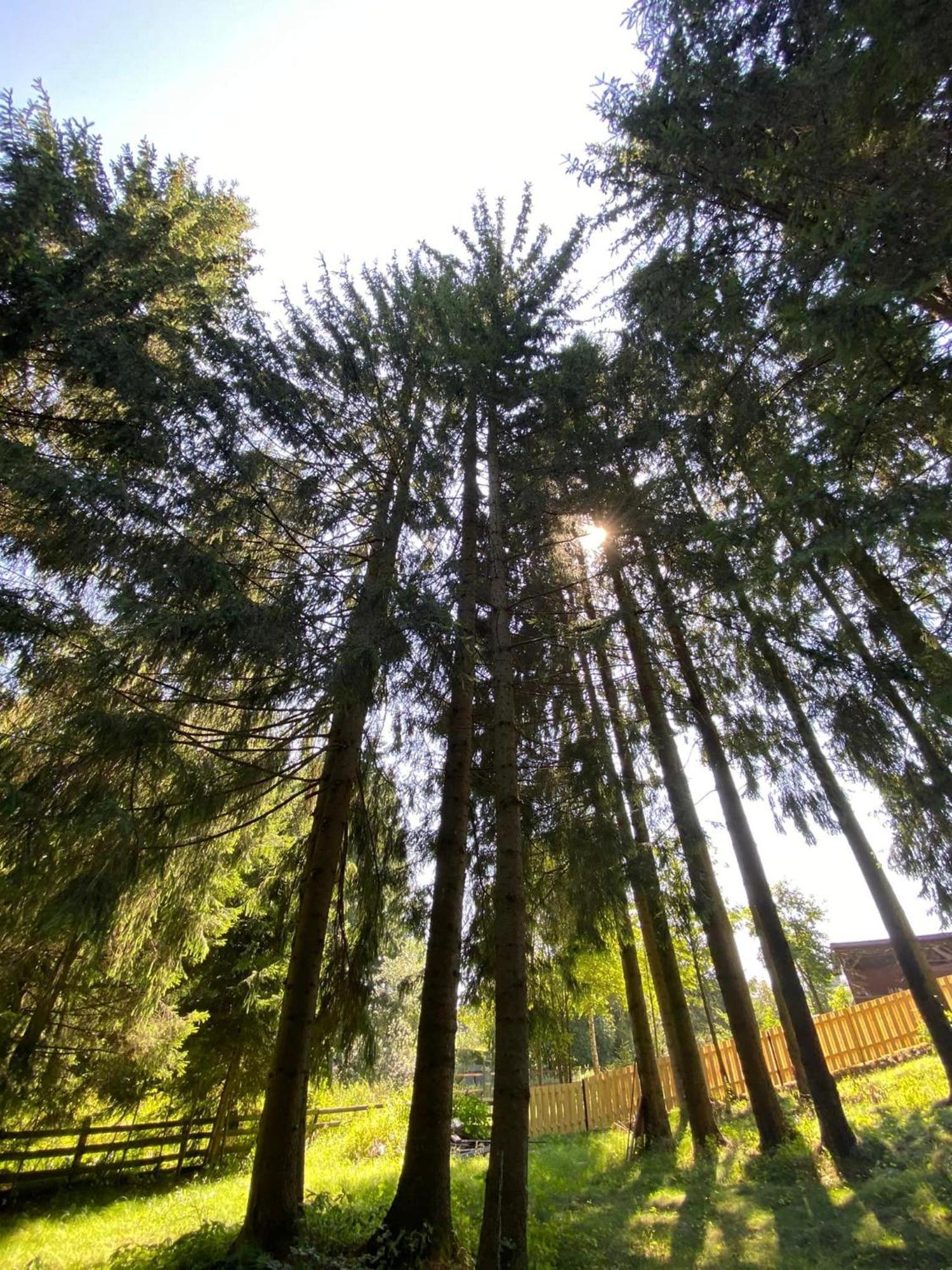 Vila Cetina Beliş Exteriér fotografie